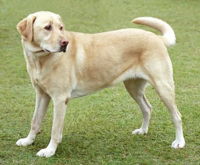 Amerykański labrador - poznaj różnice i cechy tej wyjątkowej rasy psów