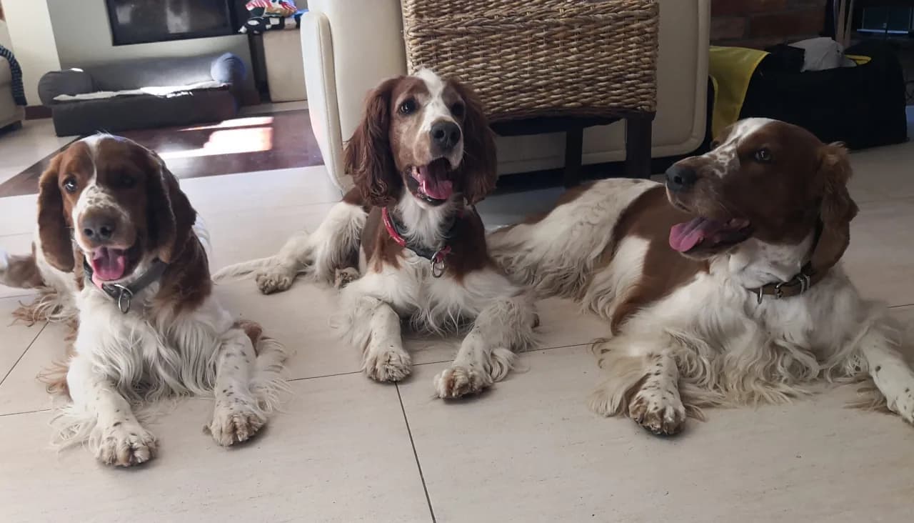 Renomowane hodowle springer spanieli - jak wybrać najlepszego szczeniaka
