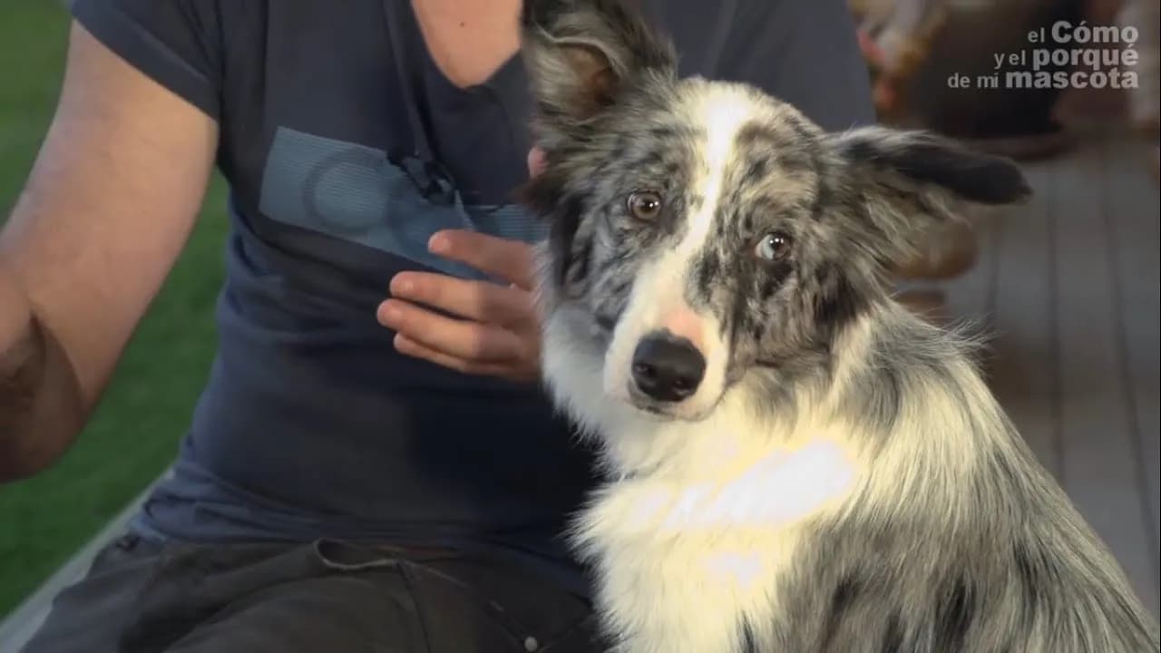 Czego uczyć szczeniaka, aby uniknąć problemów w przyszłości?