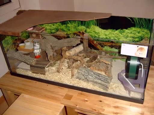 Akwarium dla chomika? Poznaj bezpieczne alternatywy dla gryzoni