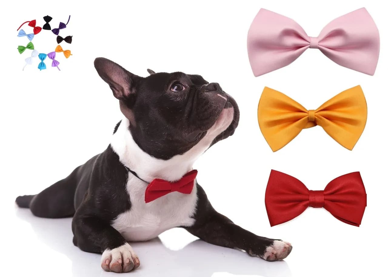 Jak dobrać idealną muchę dla psa na każdą okazję: ważne wskazówki