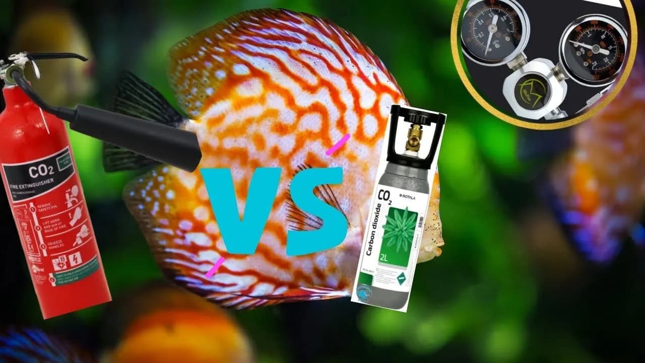 Co daje CO2 w akwarium: 7 kluczowych korzyści dla roślin i ryb