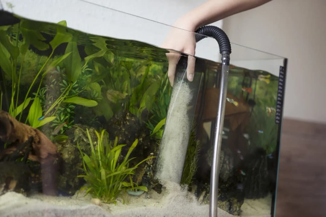 Dowiedz się jak czyścić piasek w akwarium bezpiecznie dla swoich ryb