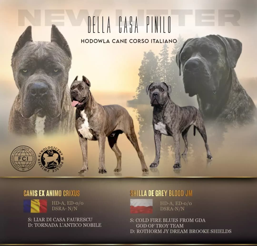 Najlepsze hodowle Cane Corso FCI w Polsce - kryteria wyboru i standardy