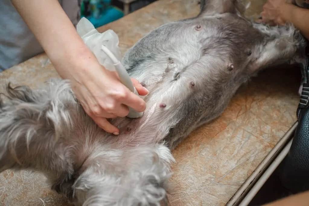 Ciąża u psów: Jakie są typowe symptomy i jak reagować w tej sytuacji?