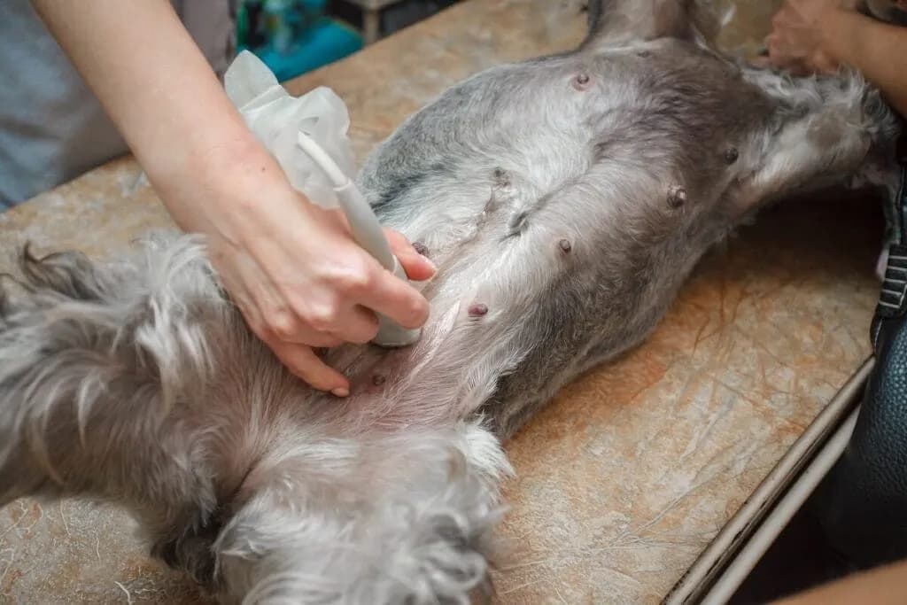 Ciąża u psów: Jakie są typowe symptomy i jak reagować w tej sytuacji?