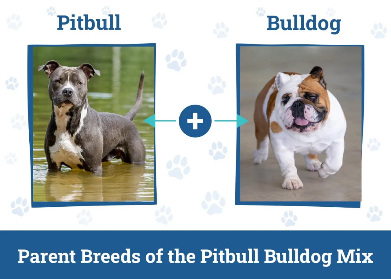 Bulldog pit - czego potrzebuje ta mieszanka i jak się nią opiekować?