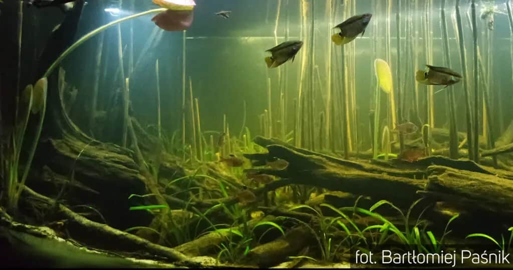 Jak długo dojrzewa akwarium? Kompleksowy proces krok po kroku