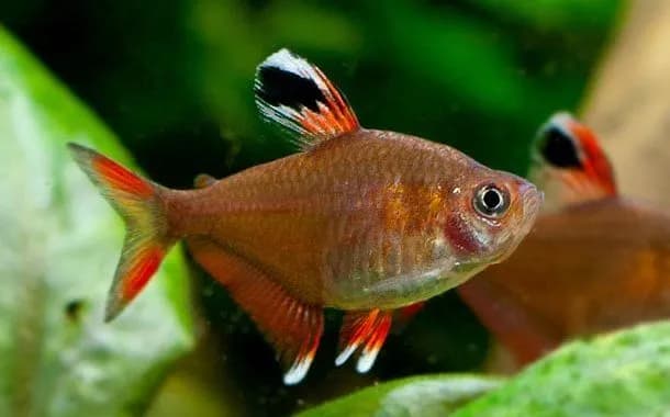 Po jakim czasie wpuścić rybki do akwarium: kompletny harmonogram działań