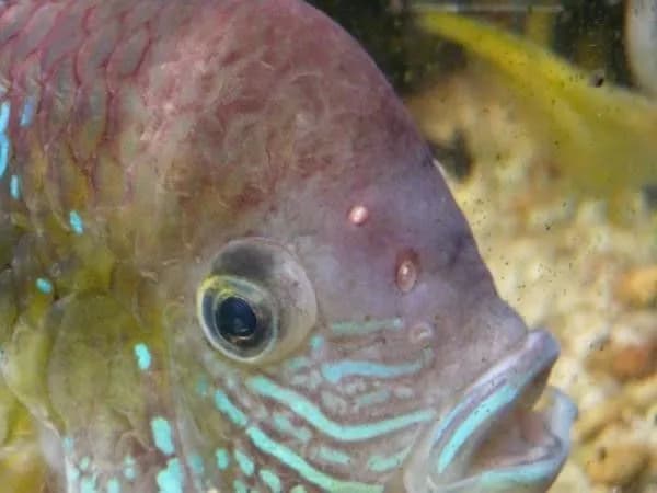 Nadmiar azotu w akwarium: rozpoznaj pierwsze objawy i uratuj ryby