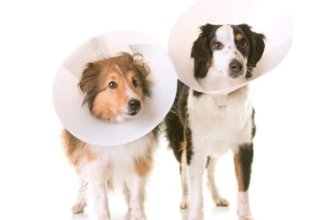 Kastracja suczki: kluczowe informacje przed i po zabiegu