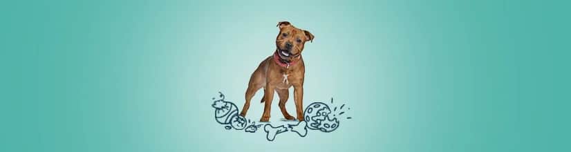 Najlepsze niezniszczalne gryzaki dla psa: 5 polecanych modeli na lata