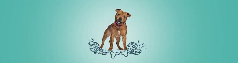 Najlepsze niezniszczalne gryzaki dla psa: 5 polecanych modeli na lata