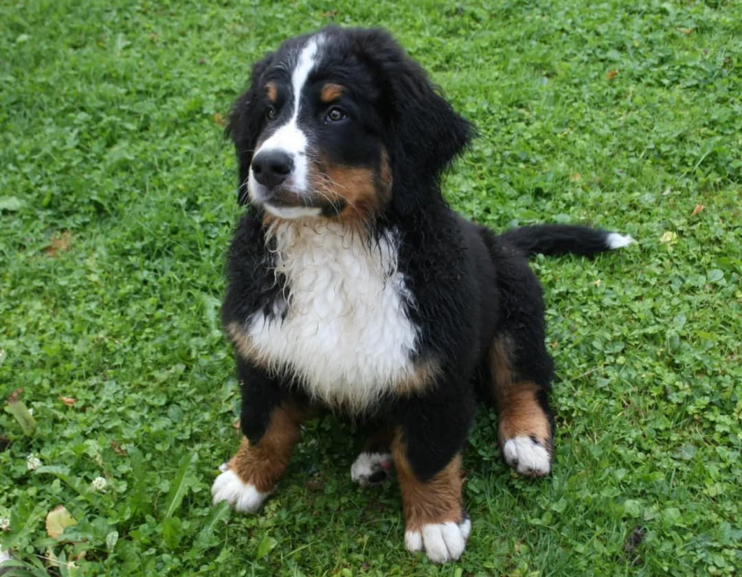 Kiedy można oddać szczeniaki, aby uniknąć problemów behawioralnych?