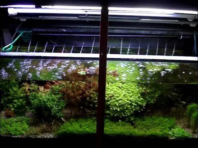 Jak prawidłowo zamontować deszczownicę w akwarium - skuteczne napowietrzanie wody