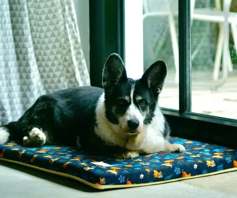 Najlepsze gadżety z motywem corgi: praktyczny poradnik dla miłośników psów