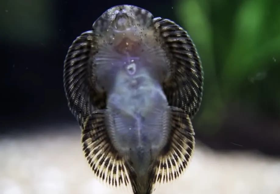 Jakie rybki czyszczą akwarium? 7 gatunków dla czystej wody