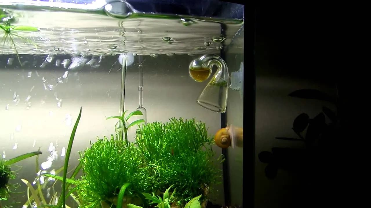 Jak ustawić CO2 w akwarium: krok po kroku dla początkujących