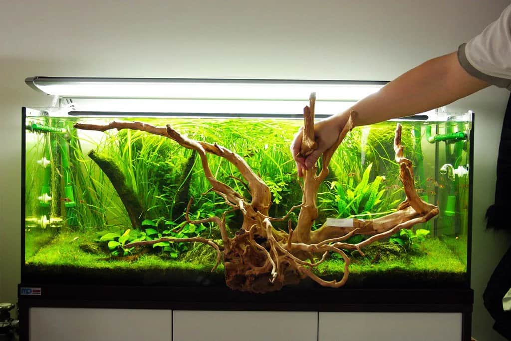 Jak przygotować korzeń do akwarium: 6 kluczowych kroków