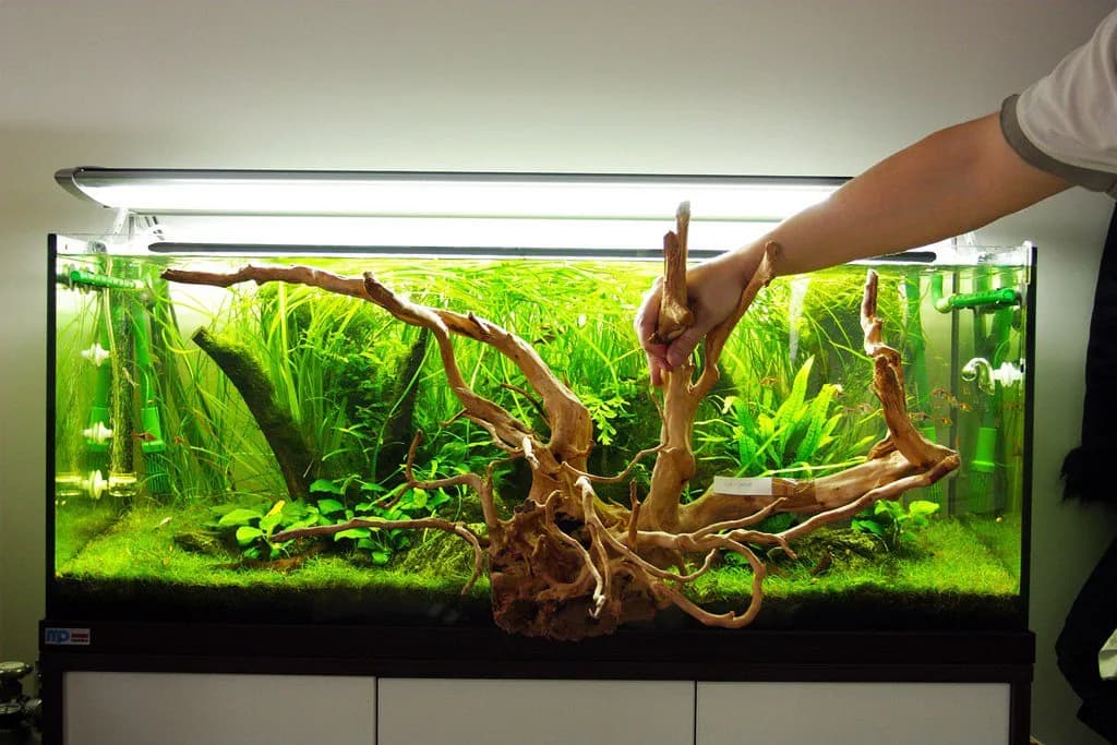 Jak przygotować korzeń do akwarium: 6 kluczowych kroków