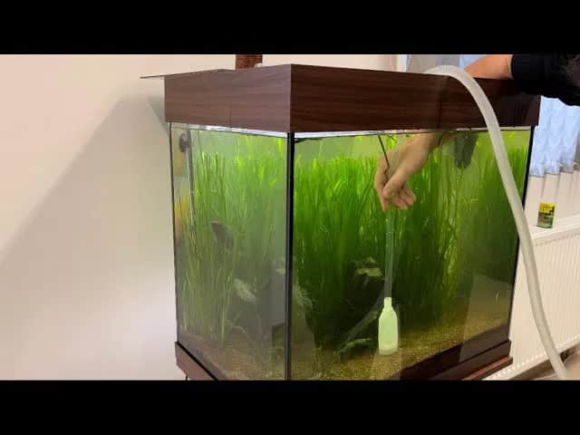 Jak skutecznie odmulać dno akwarium: 5 prostych kroków