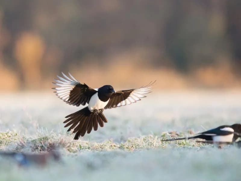 Czy sroka zimuje w Polsce? Odkryj jej zaskakujące zwyczaje zimowe