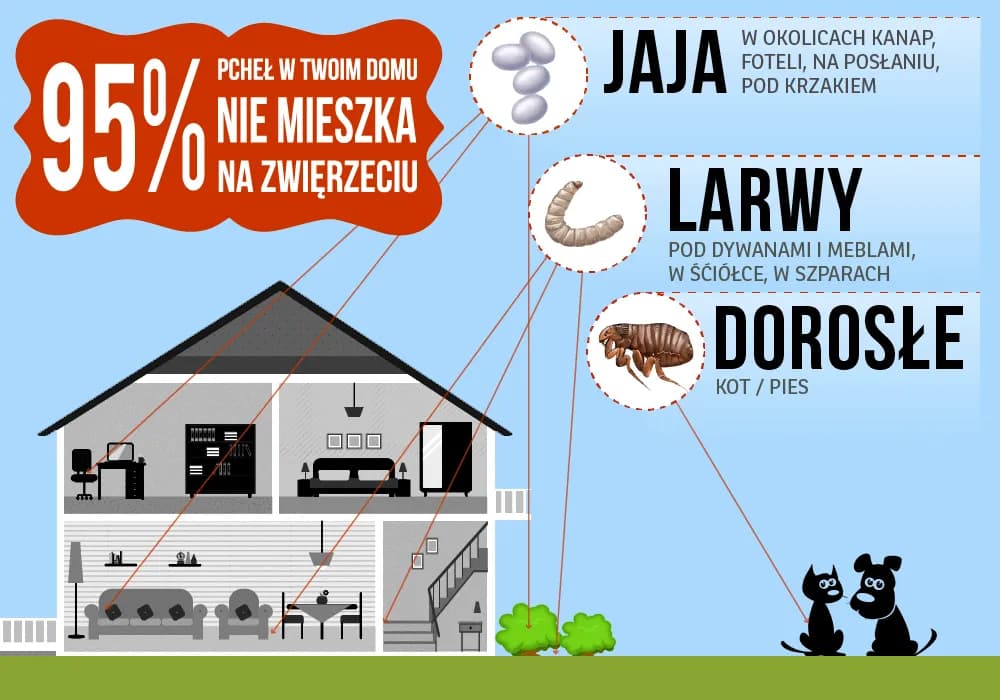 Jakie są objawy pcheł u psów i kotów: co warto wiedzieć o pchłach?