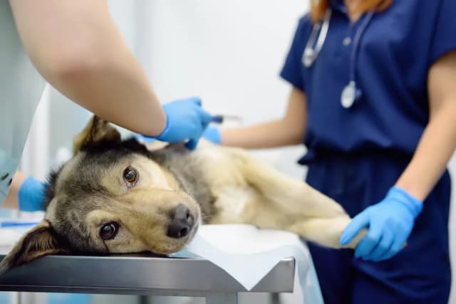 Uszkodzona wątroba u psa: Objawy, diagnoza i jak przeprowadzić leczenie?