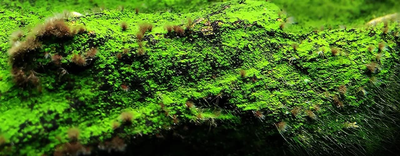 Skuteczne metody usuwania krasnorostów z akwarium - poradnik