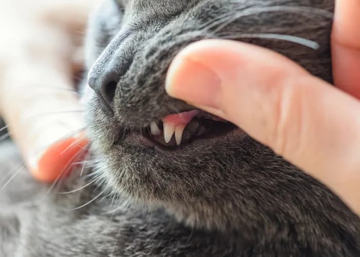 Kiedy wypadają mleczne zęby u kociąt i szczeniąt: Co warto wiedzieć?