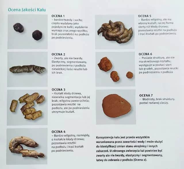 Stolec żółty u psa: co oznacza i jakie są możliwe przyczyny?