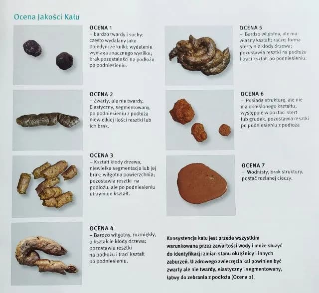 Stolec żółty u psa: co oznacza i jakie są możliwe przyczyny?