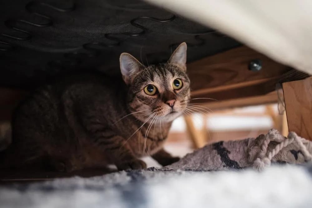 Zespół stresu pourazowego u kota: objawy, przyczyny i leczenie