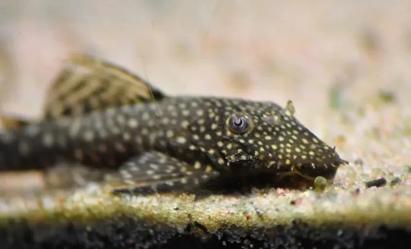 Jak rozmnażają się glonojady - kluczowe warunki i skuteczne metody