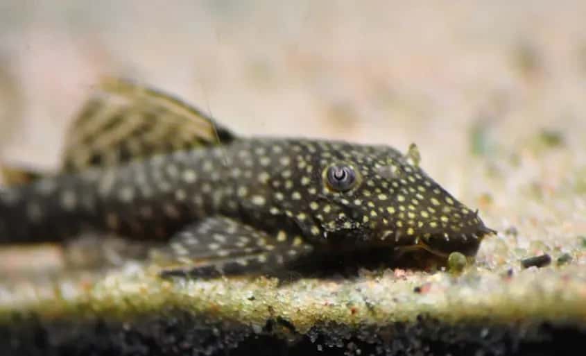 Jak rozmnażają się glonojady - kluczowe warunki i skuteczne metody