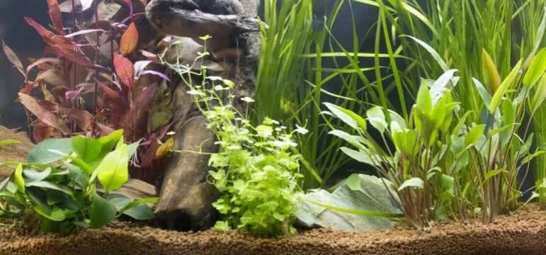 Jaka ziemia do akwarium najlepiej sprawdzi się dla Twoich roślin - Poradnik