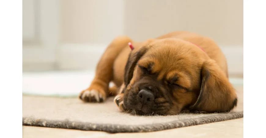 Ile godzin śpi szczeniak? Odkryj, co wpływa na jego sen