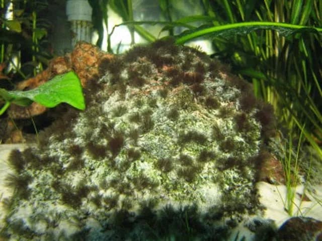 Skuteczne metody zwalczania glonów w akwarium - sprawdzone sposoby