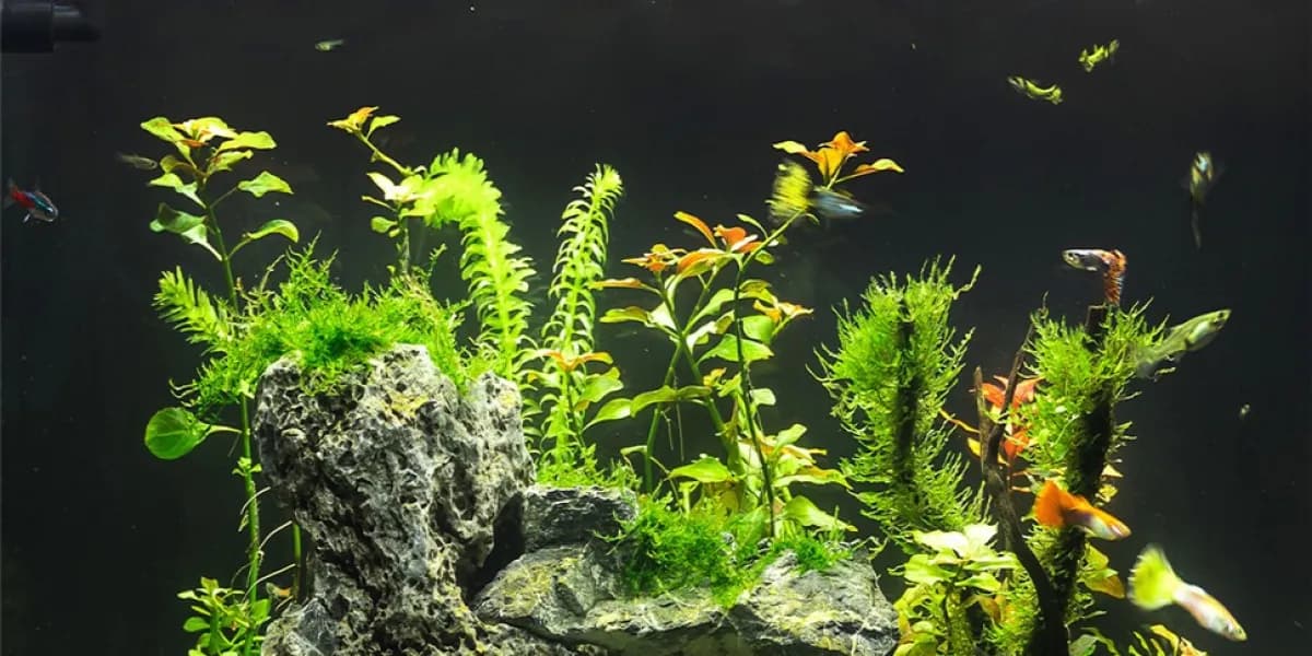 Jak udekorować akwarium - kompletny poradnik dla początkujących akwarystów