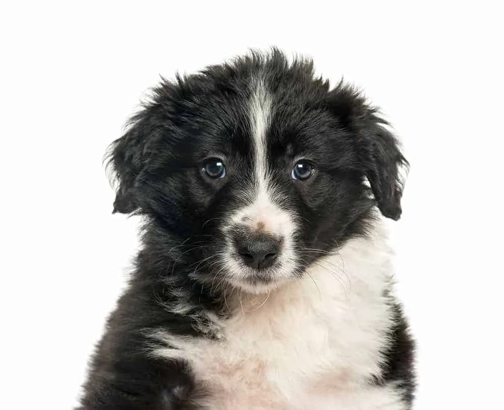 Kiedy szczeniak border collie zmienia sierść i co musisz wiedzieć