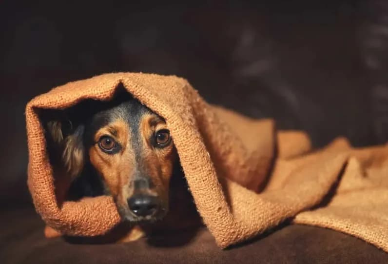 Co zrobić gdy szczeniak piszczy w nocy – skuteczne sposoby na spokojny sen
