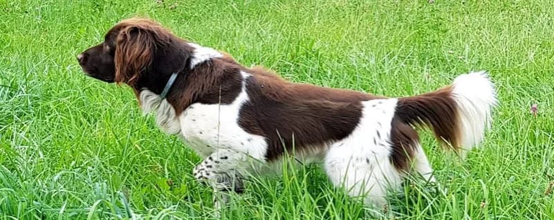 Najlepsze hodowle małego munsterlandera: jak wybrać solidnego hodowcę