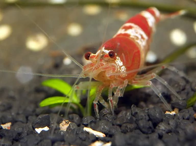 Akwarium z gatunkami z Amazonii: jak stworzyć brazylijski ekosystem w domu