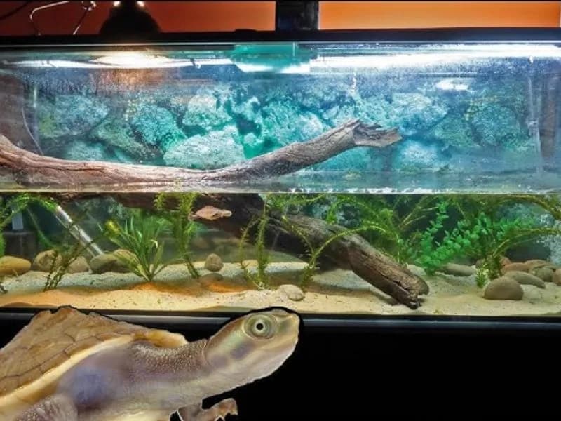 Jak urządzić akwarium dla żółwia wodno-lądowego: kompletny poradnik 2025