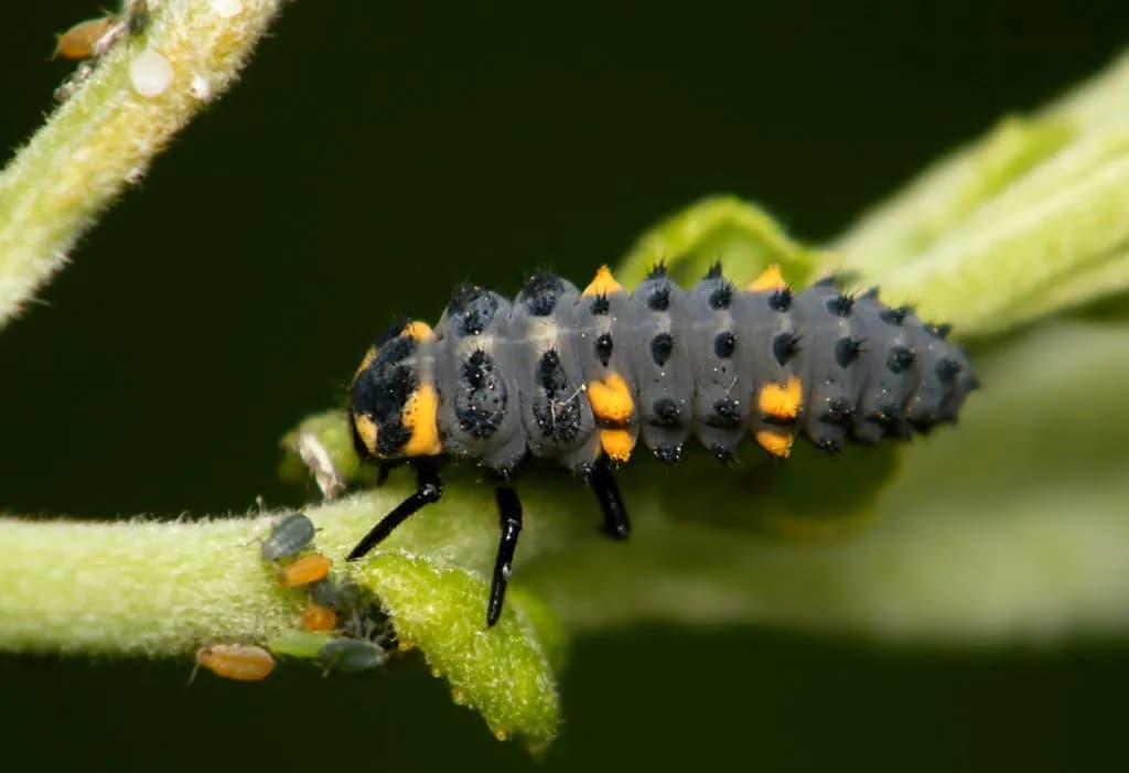 Jak zimują biedronki? Odkryj ich tajemnice przetrwania zimą