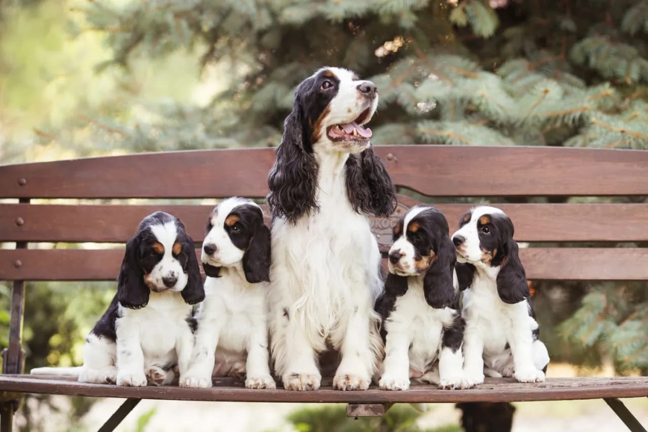 Jak założyć legalną hodowlę spanieli: wymagania i standardy 2025