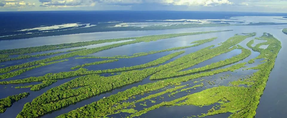 Porady dotyczące pływania z delfinami w Brazylii