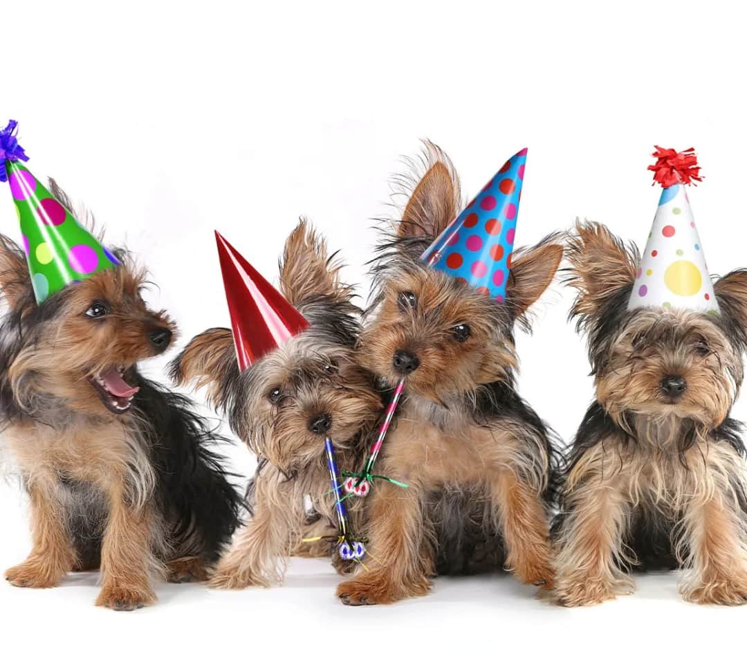 Jak zorganizować niezapomniane urodziny pieski: 6 sprawdzonych pomysłów