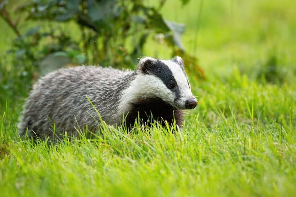 Jak borsuk przetrwa zimę? Sekrety jego zimowania i zachowania w mroźne dni