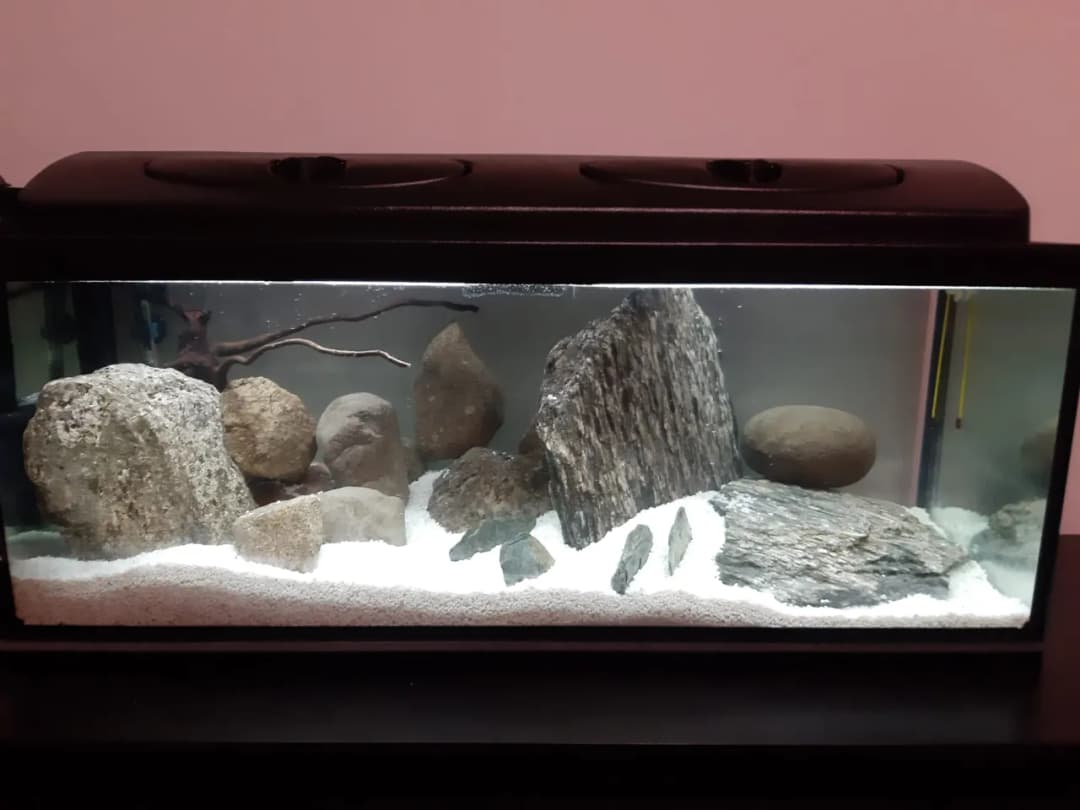 Jak podnieść azot w akwarium - skuteczne sposoby na zdrowe rośliny